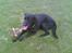 Blanding af racer Sheeba - Sheeba udenfor med en dejlig pind