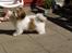 Blanding af racer Teddy *2006-2011* - Gi´ fem, det kan jeg sagtens...
