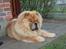 Chow chow Tyson