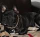 Fransk bulldog Hannibal