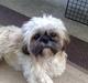Shih tzu emmma 
