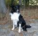 Border collie Zenit