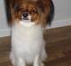 Papillon Dolly Parton