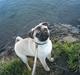 Mops Buster Perry Nielsen