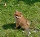 Pomeranian Nala