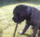 Bullmastiff Samson