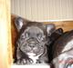 Fransk bulldog Koda (Lancome's Æmmerick)