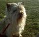 Cairn terrier cairvangens eligius