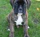 Boxer Hooch
