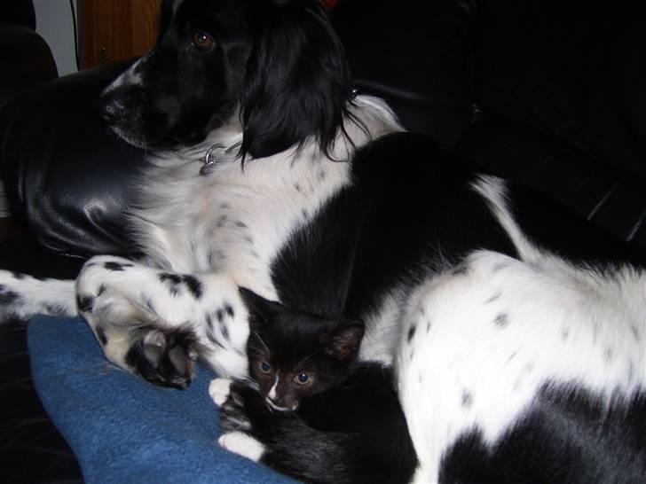 Blanding af racer Donna - Jeg elsker at hygge med min lillesøster Diva c",) billede 19