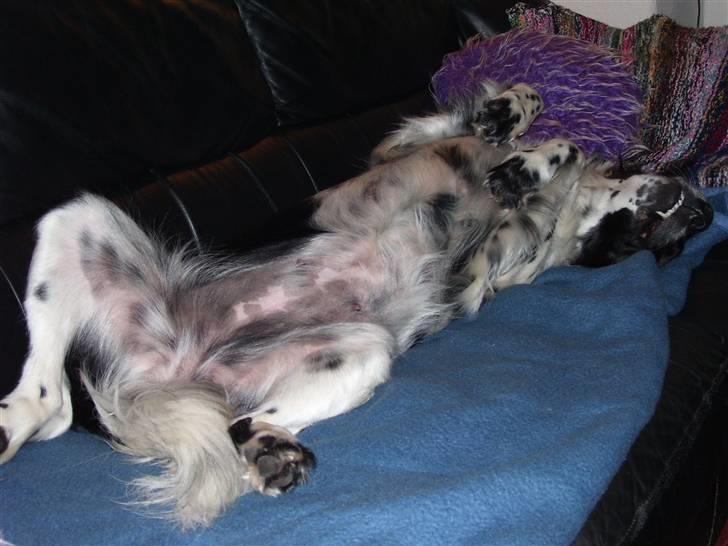 Blanding af racer Donna - Så er jeg gået kold på sofaen... c",) billede 20