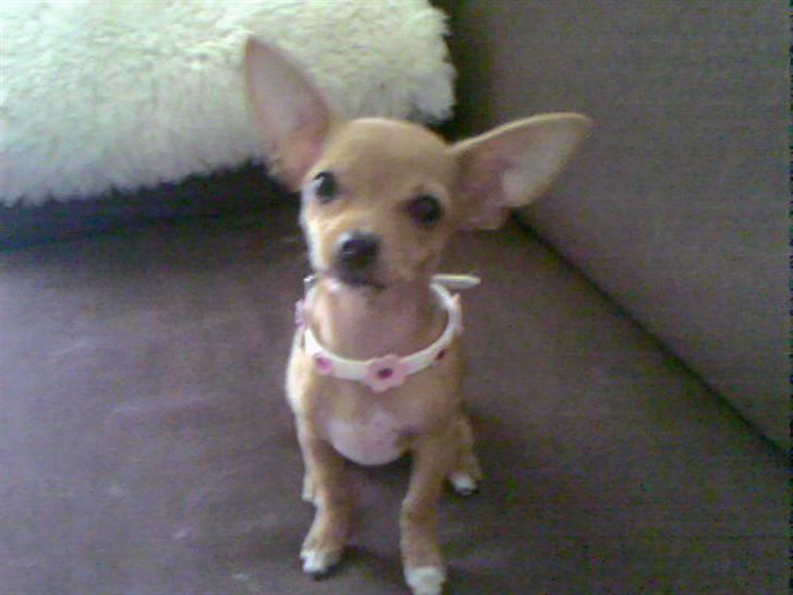 Chihuahua Lucky Luka billede 15