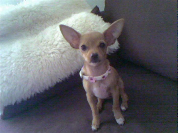 Chihuahua Lucky Luka billede 16