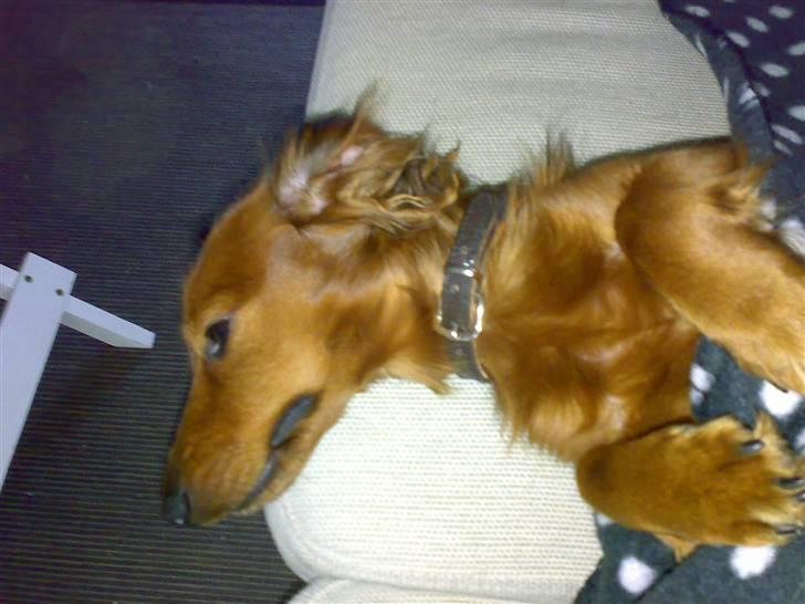 Dværggravhund Tino (Tiller) - så blir der puttet til den store guldmedalje.. billede 12