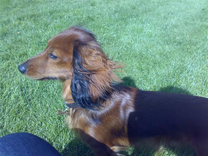 Dværggravhund Tino (Tiller) - ja.. jeg er nu bar skøn..- jeg ved det! :) billede 13