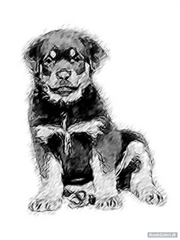 Rottweiler Chica billede 4