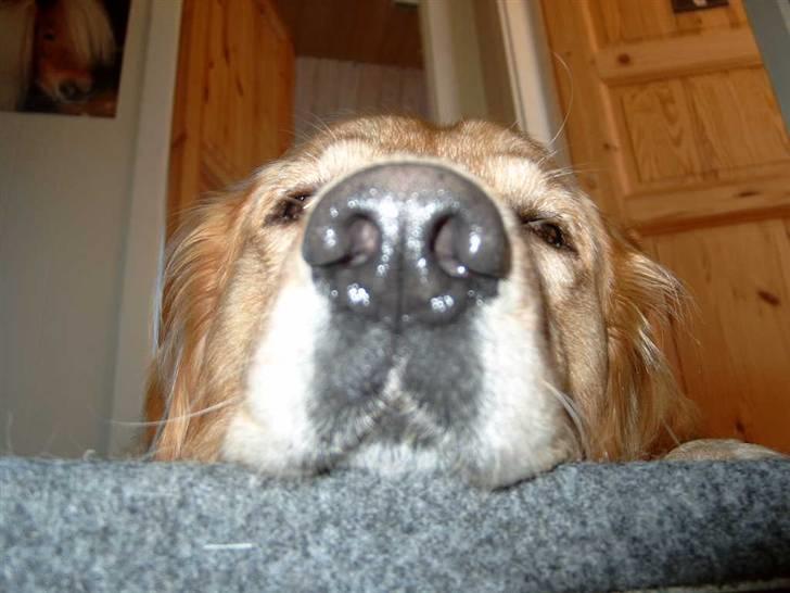 Golden retriever Charlie billede 10