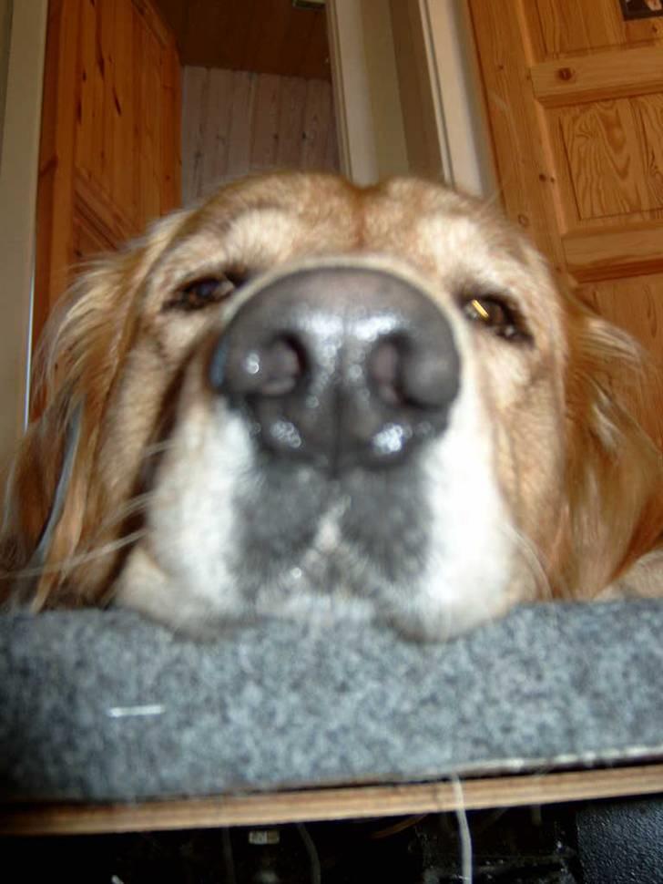 Golden retriever Charlie billede 11