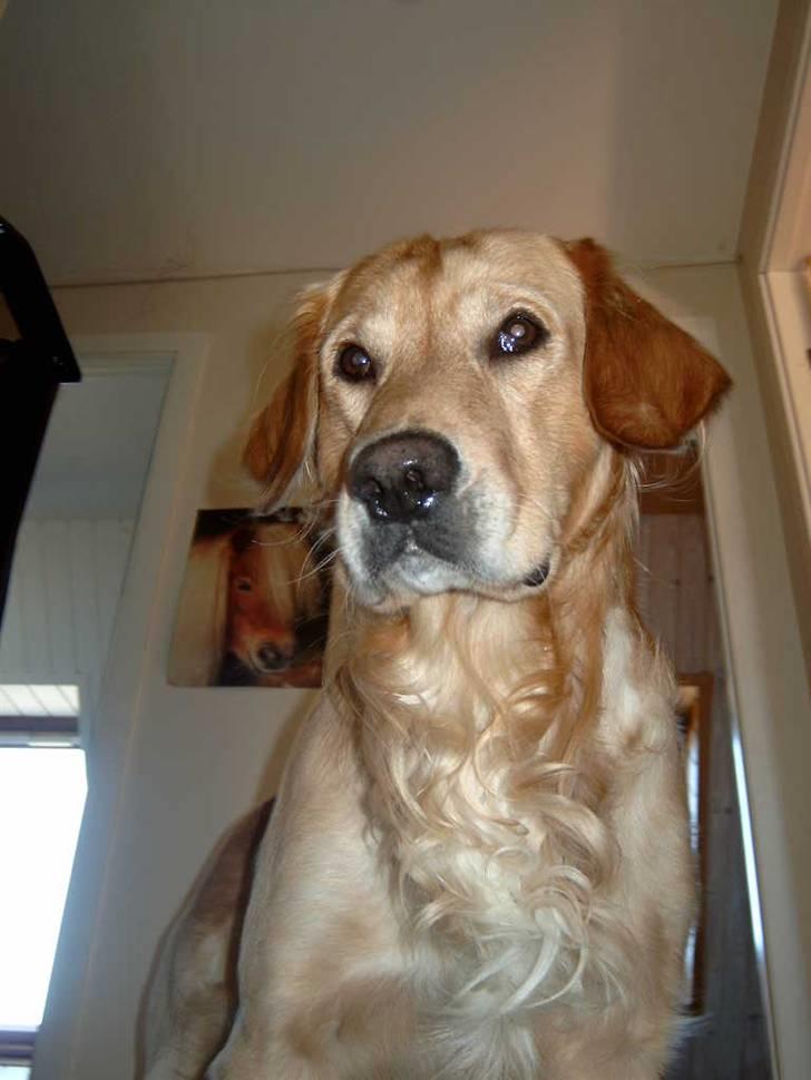 Golden retriever Charlie billede 12