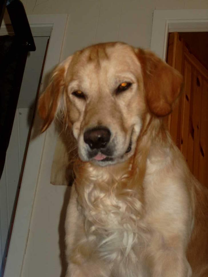 Golden retriever Charlie billede 13