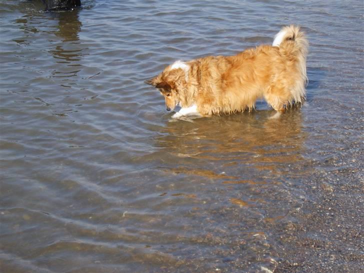 Blanding af racer Lassie - Selvom jeg er lidt vandskræk, kan det godt være sjovt at være i vand.. billede 16