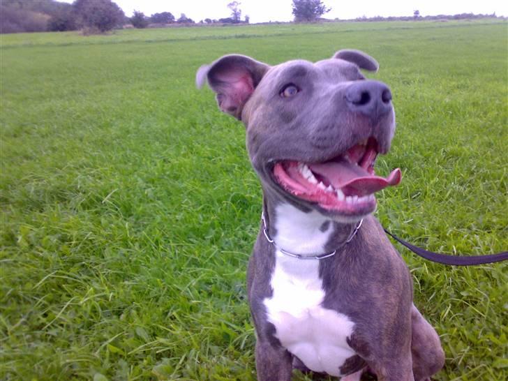 Amerikansk staffordshire terrier Max billede 17