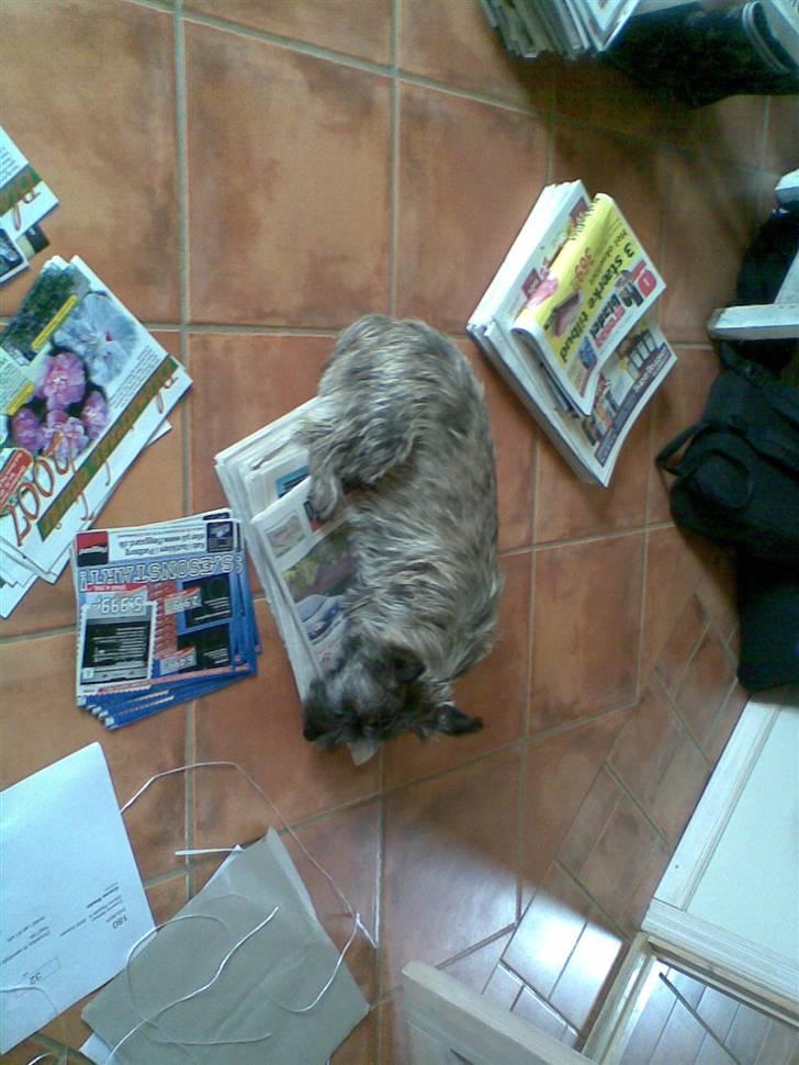 Cairn terrier Carlos - puhh ha det er godt nok hårdt at pakke aviser  billede 8