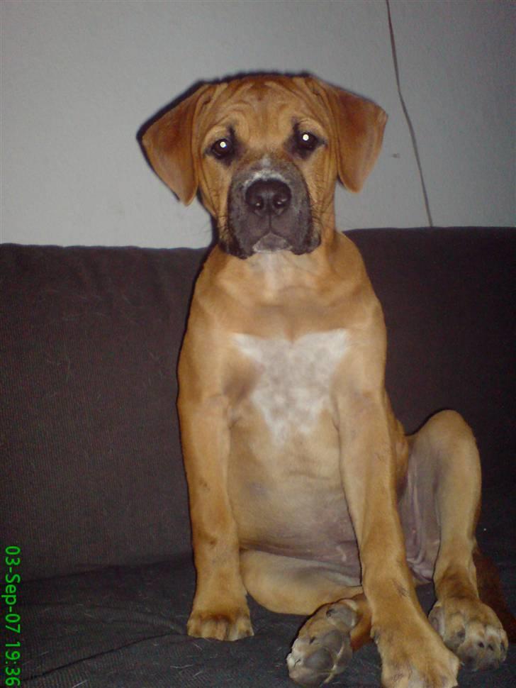 Blanding af racer Diva R.I.P Baby-D - min lille pige er ved at bli stor billede 16