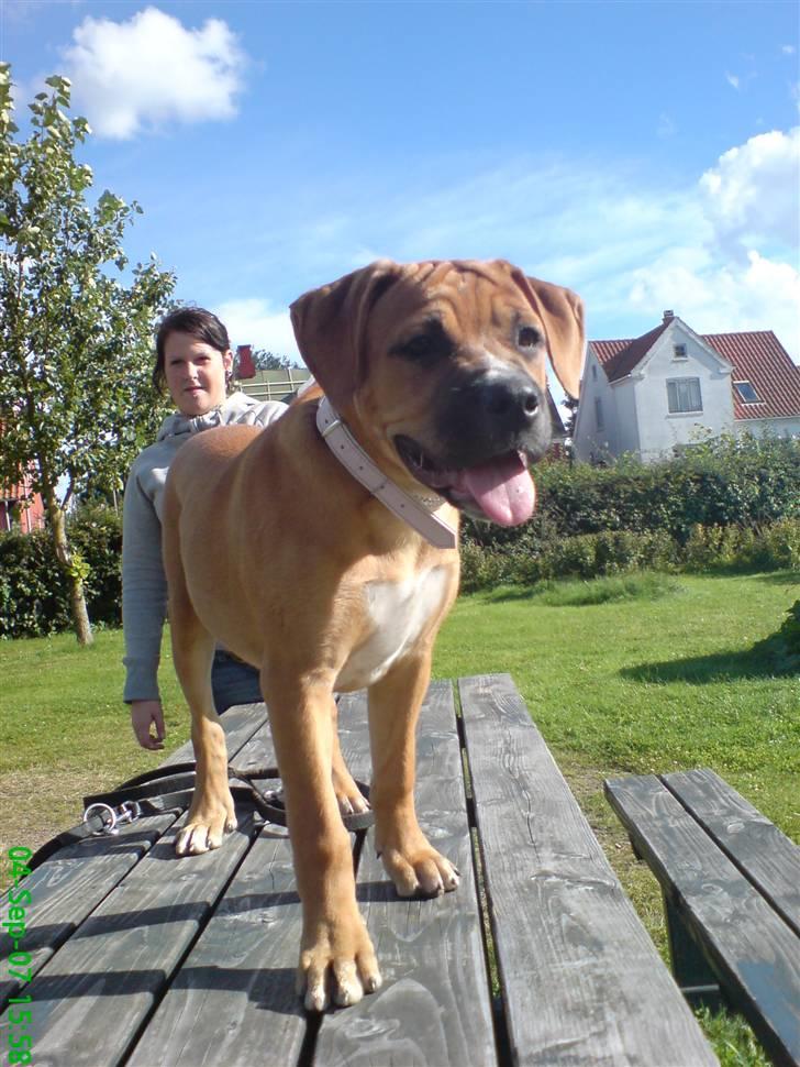 Blanding af racer Diva R.I.P Baby-D - Diva d. 04-09-07 billede 17