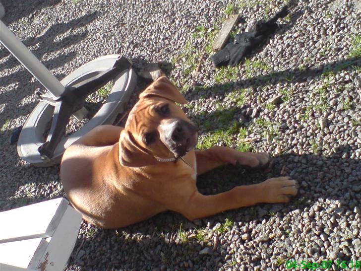 Blanding af racer Diva R.I.P Baby-D billede 18