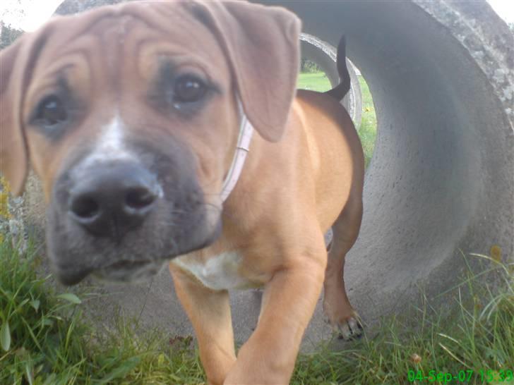 Blanding af racer Diva R.I.P Baby-D billede 19