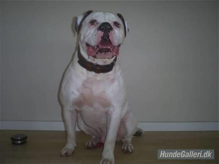 Amerikansk bulldog Robin's Balu † R.I.P.† billede 1