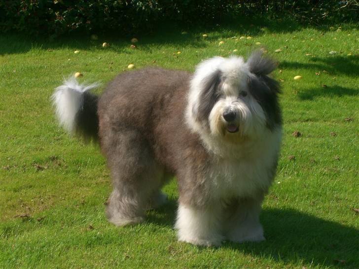 Old english sheepdog Thomsen billede 9