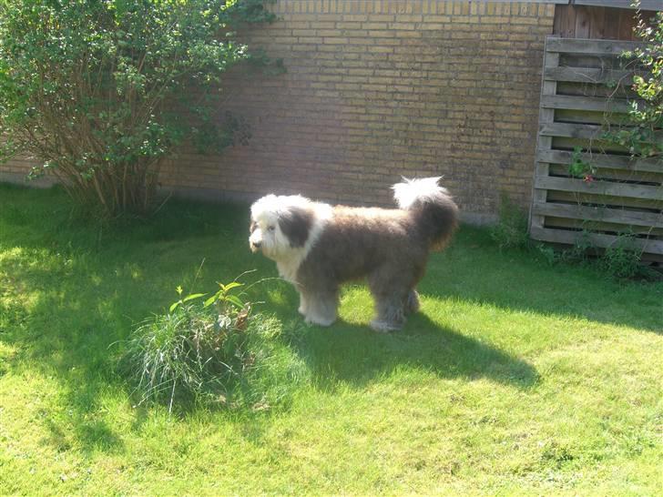 Old english sheepdog Thomsen billede 10