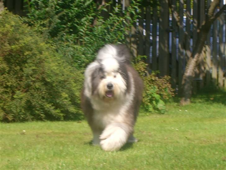 Old english sheepdog Thomsen billede 11