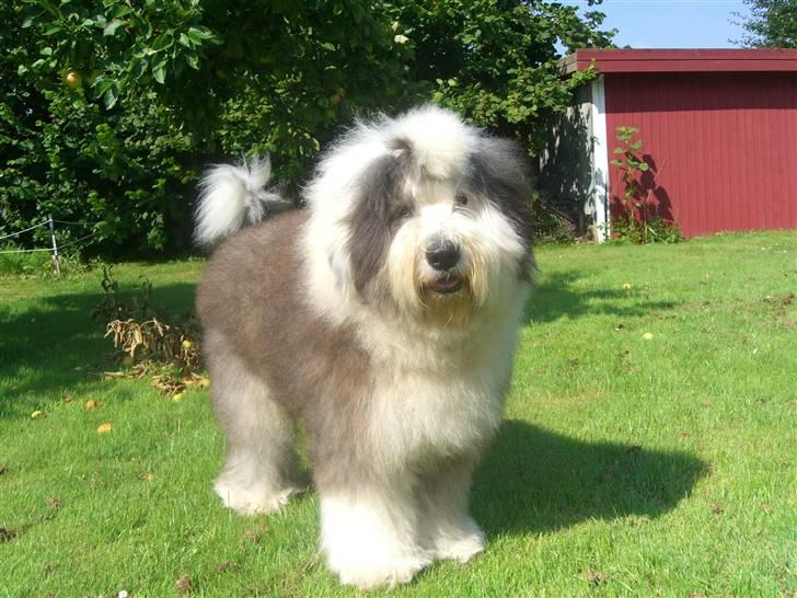 Old english sheepdog Thomsen billede 12