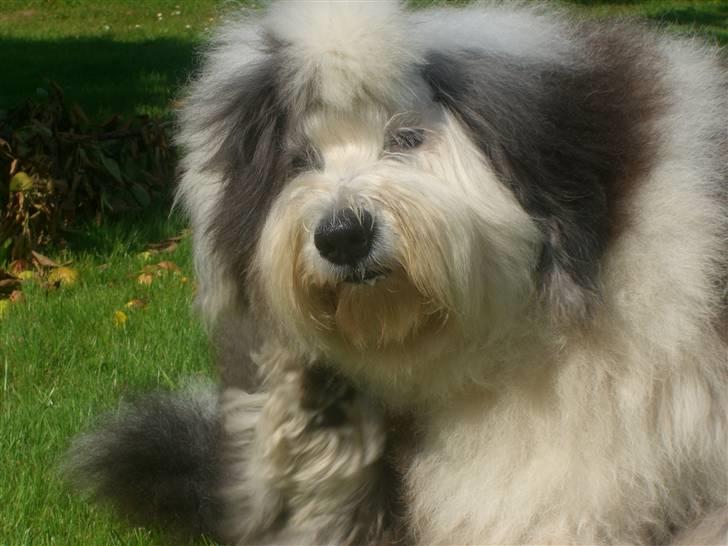 Old english sheepdog Thomsen billede 13