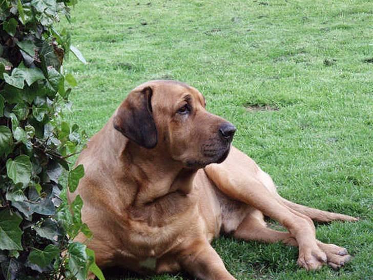 Broholmer Rollo billede 1