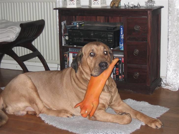 Broholmer Rollo billede 2