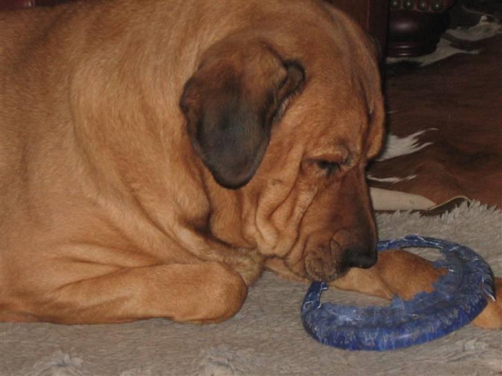 Broholmer Rollo billede 3