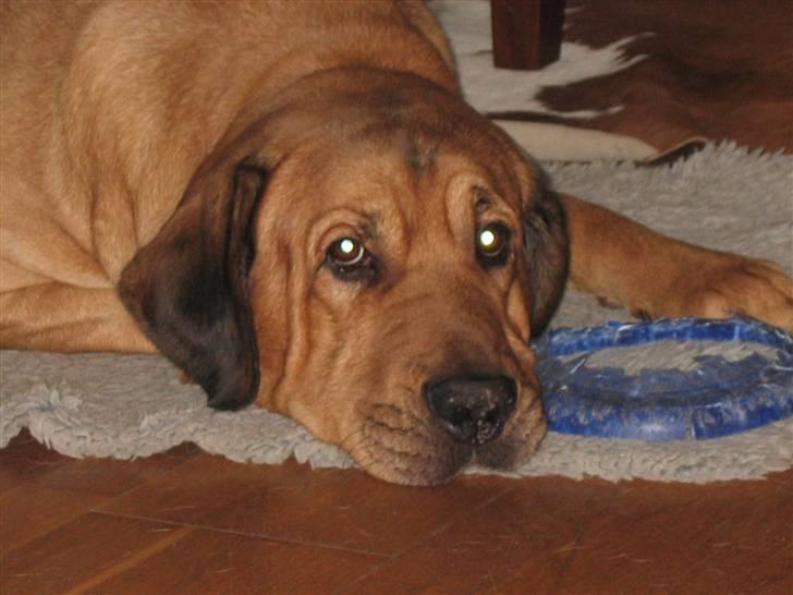 Broholmer Rollo billede 4