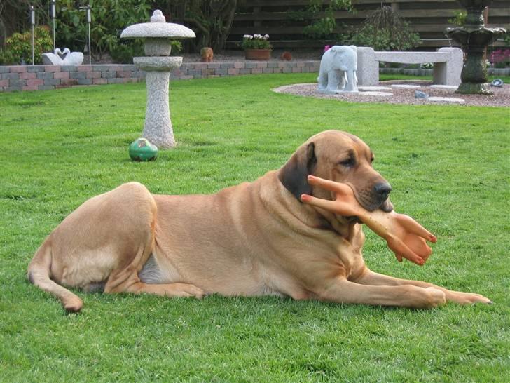 Broholmer Rollo billede 5