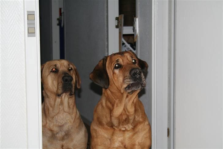 Broholmer Rollo billede 7