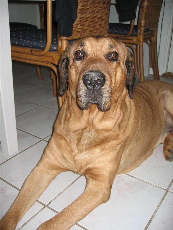 Broholmer Rollo billede 8