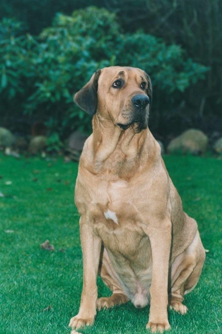 Broholmer Rollo billede 10