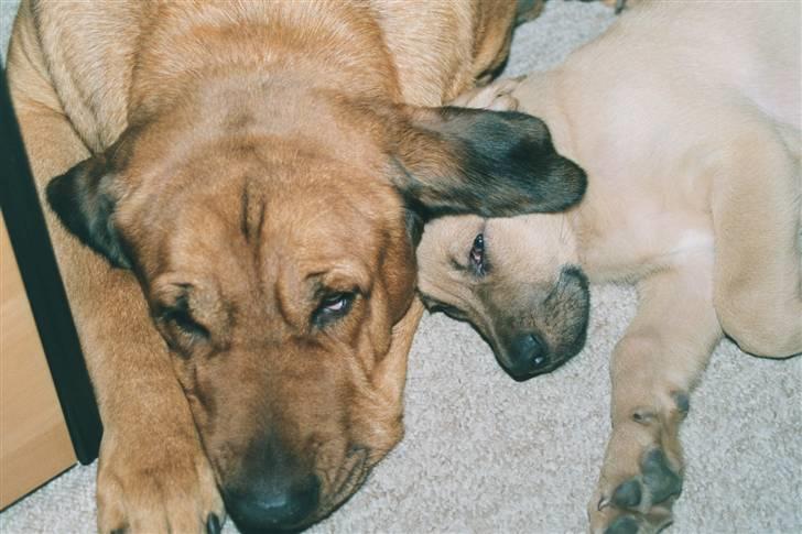 Broholmer Rollo billede 11