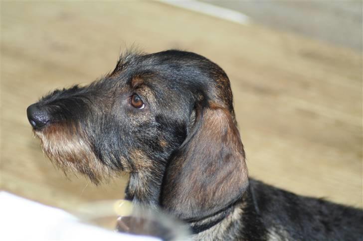 Gravhund Fendi billede 6