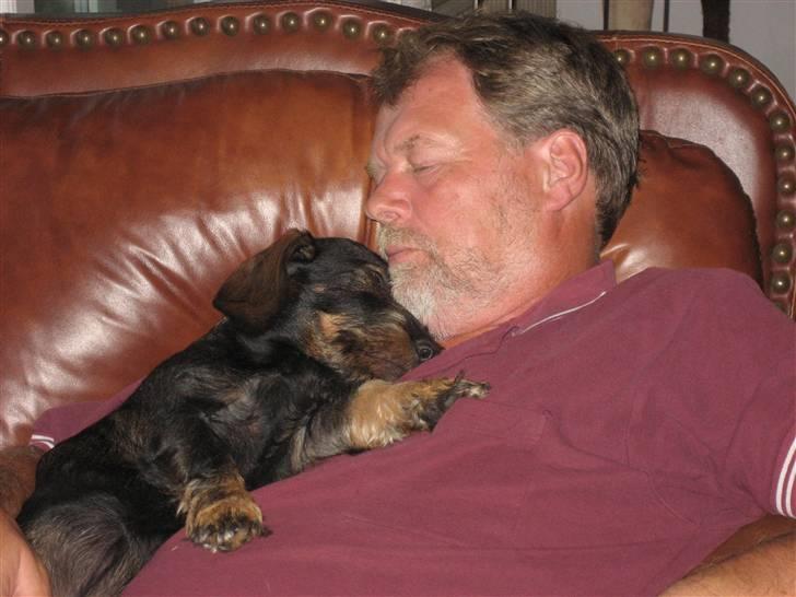 Gravhund Fendi - sover sammen med min "morfar" billede 7