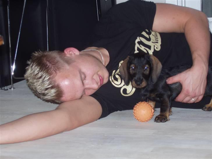 Gravhund Fendi billede 9