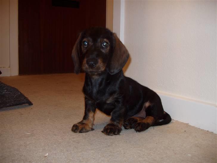 Gravhund Fendi - her er jeg lige kommet hjem- 8 uger gammel billede 10